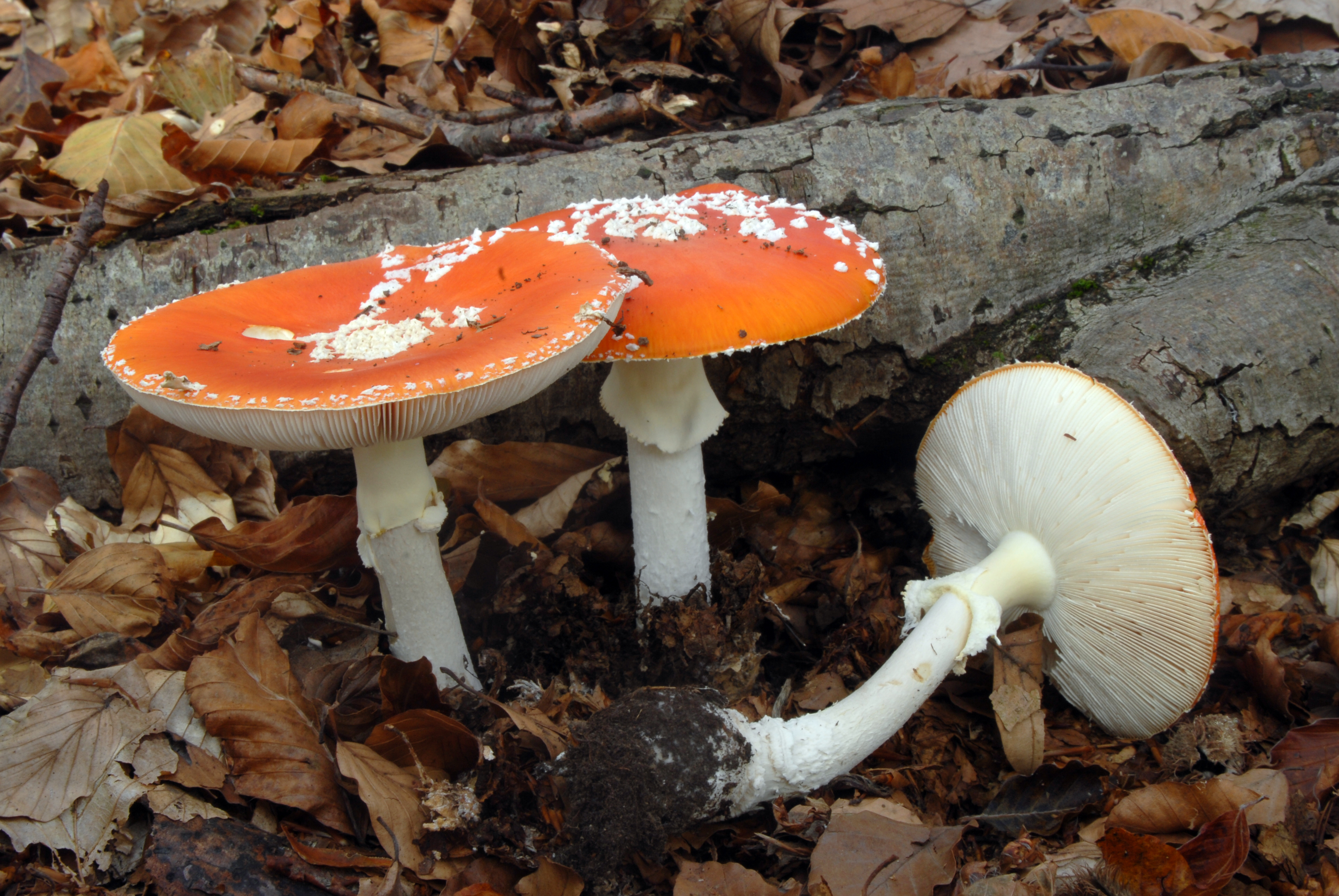 Foto Amanita muscaria